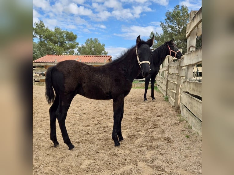 Pura Raza Mallorquina Stallion Foal (09/2025) Black in Algaida