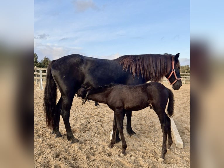 Pura Raza Mallorquina Stallion Foal (09/2025) Black in Algaida