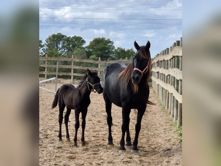 Pura Raza Mallorquina Stallion Foal (09/2025) Black in Algaida