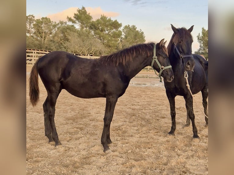 Pura Raza Mallorquina Stallion Foal (04/2025) Black in Algaida