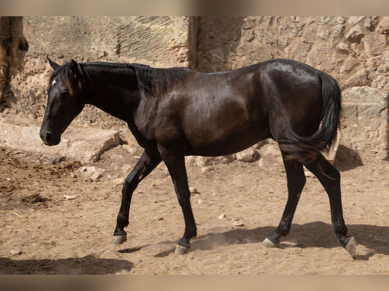 Pura Raza Mallorquina Stallone 1 Anno 153 cm Morello in Algaida