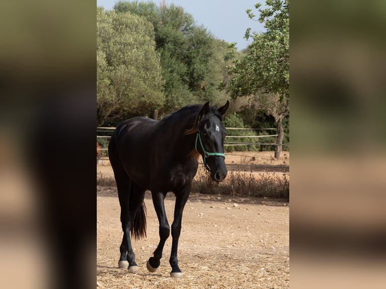 Pura Raza Mallorquina Stute 2 Jahre 150 cm Rappe in Algaida