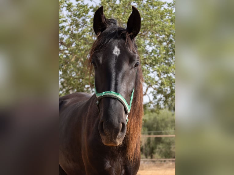 Pura Raza Mallorquina Stute 2 Jahre 150 cm Rappe in Algaida