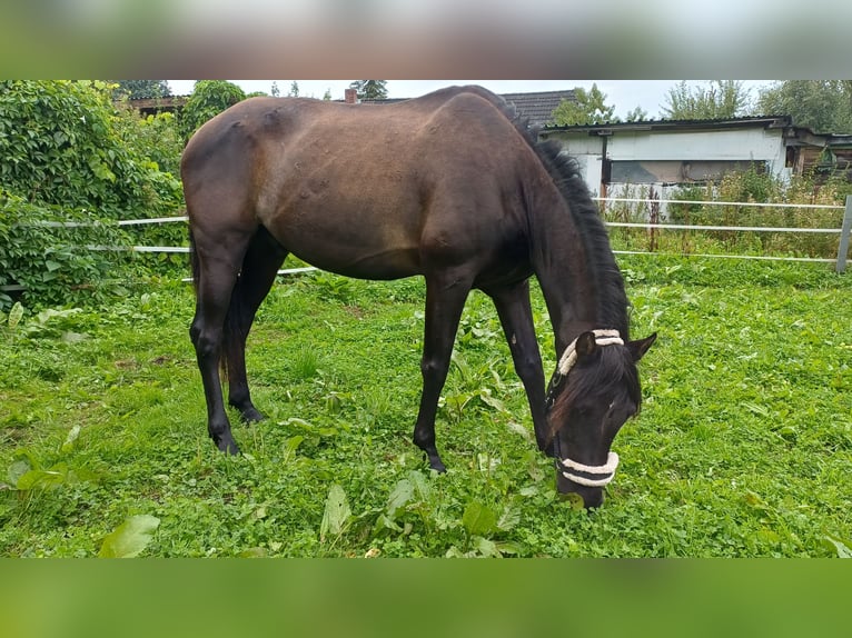 Pura Raza Mallorquina Wallach 16 Jahre 159 cm Schwarzbrauner in Norderstedt