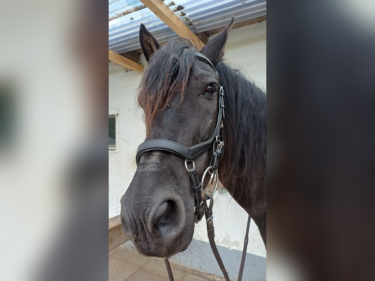 Pura Raza Mallorquina Wallach 16 Jahre 159 cm Schwarzbrauner in Norderstedt