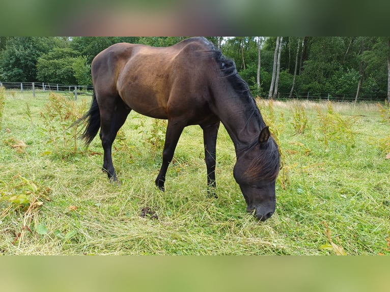 Pura Raza Mallorquina Wallach 16 Jahre 159 cm Schwarzbrauner in Norderstedt