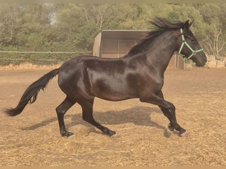 Pura Raza Mallorquina Yegua 2 años 150 cm Negro in Algaida