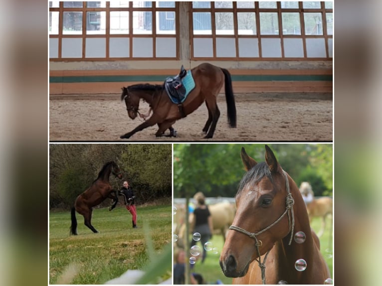 Pura sangre inglés Caballo castrado 10 años 155 cm Castaño in Nettersheim