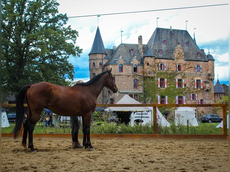 Pura sangre inglés Caballo castrado 10 años 155 cm Castaño in Nettersheim