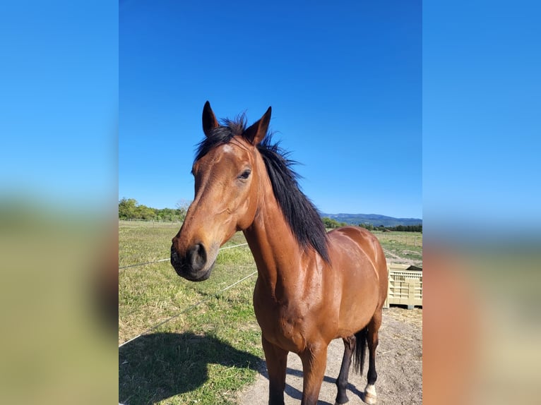 Pura sangre inglés Caballo castrado 10 años 160 cm Castaño in Toulon