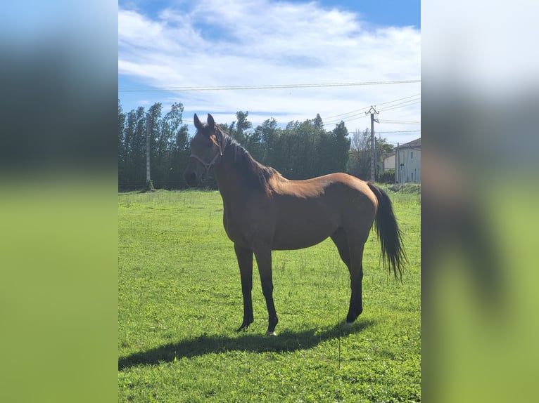 Pura sangre inglés Caballo castrado 10 años 160 cm Castaño in Toulon