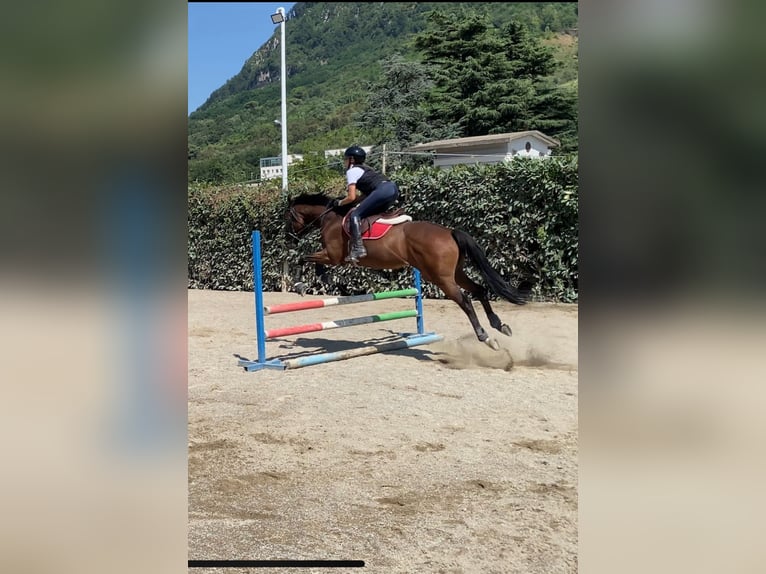 Pura sangre inglés Caballo castrado 10 años 160 cm Castaño oscuro in Avellino