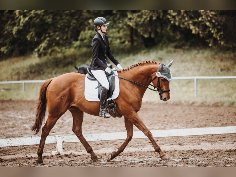 Pura sangre inglés Caballo castrado 10 años 163 cm Alazán in Dresden Gompitz