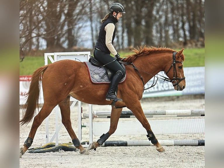 Pura sangre inglés Caballo castrado 10 años 163 cm Alazán in Dresden Gompitz