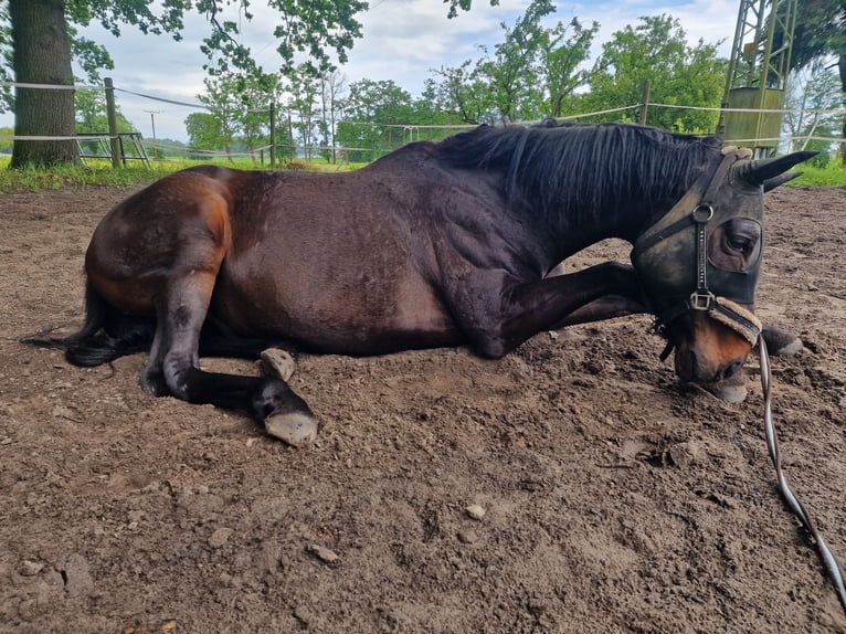 Pura sangre inglés Caballo castrado 10 años 163 cm Castaño in Steinhagen