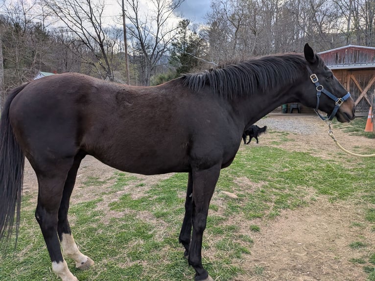 Pura sangre inglés Caballo castrado 10 años 163 cm Castaño oscuro in Roanoke