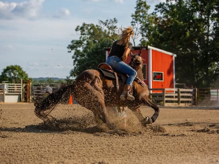 Pura sangre inglés Caballo castrado 10 años 163 cm Castaño rojizo in Delray