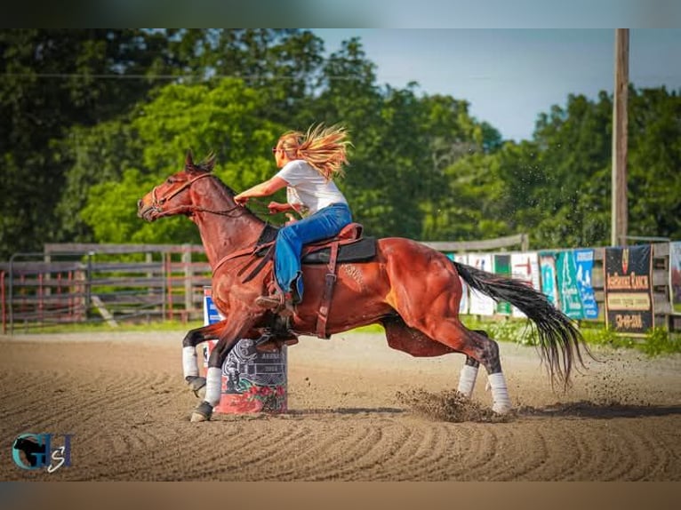 Pura sangre inglés Caballo castrado 10 años 163 cm Castaño rojizo in Delray