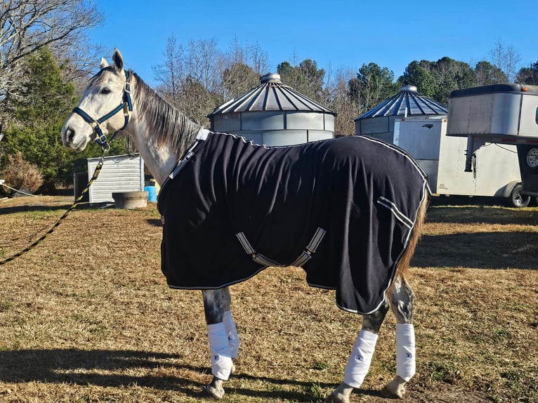 Pura sangre inglés Caballo castrado 10 años 163 cm Tordo in High point, NC