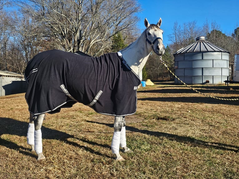 Pura sangre inglés Caballo castrado 10 años 163 cm Tordo in High point, NC