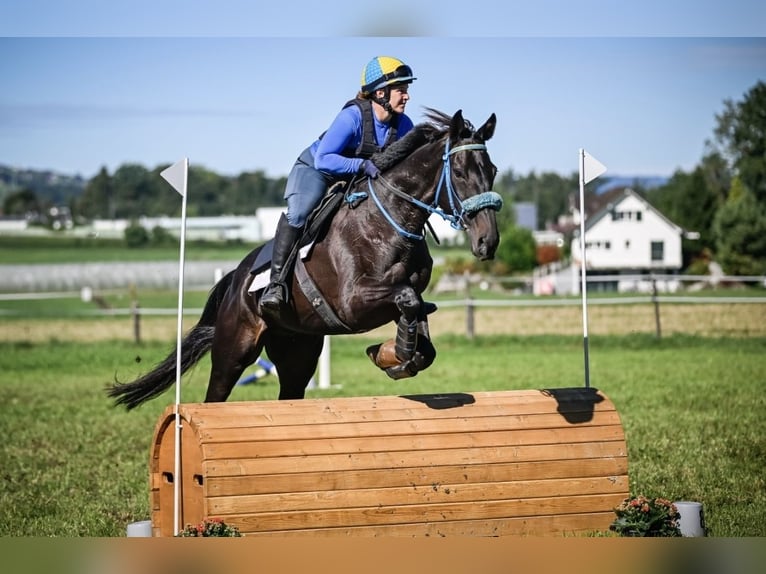 Pura sangre inglés Caballo castrado 10 años 164 cm Castaño oscuro in Wald ZH