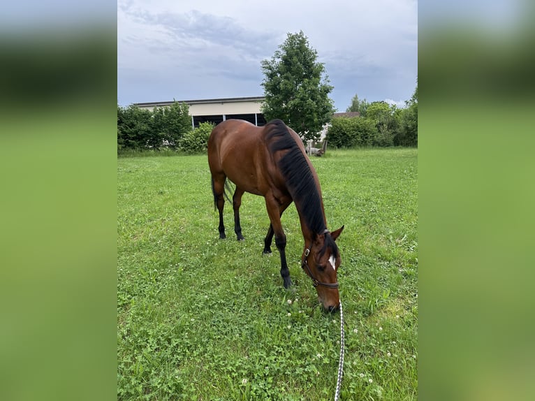 Pura sangre inglés Caballo castrado 10 años 165 cm Castaño in Trebur