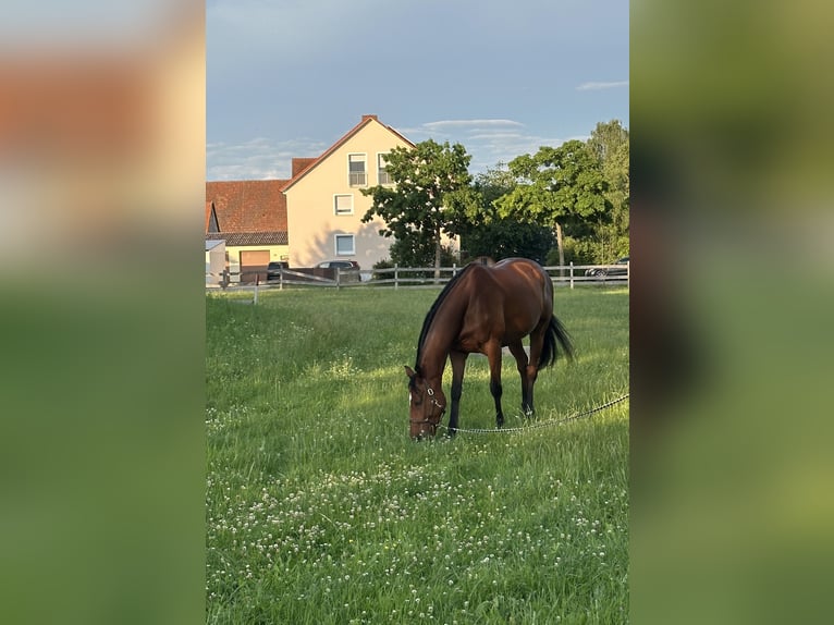 Pura sangre inglés Caballo castrado 10 años 165 cm Castaño in Trebur