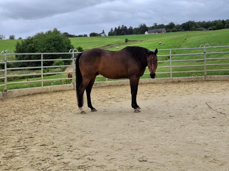 Pura sangre inglés Caballo castrado 10 años 165 cm Castaño in Orfgen