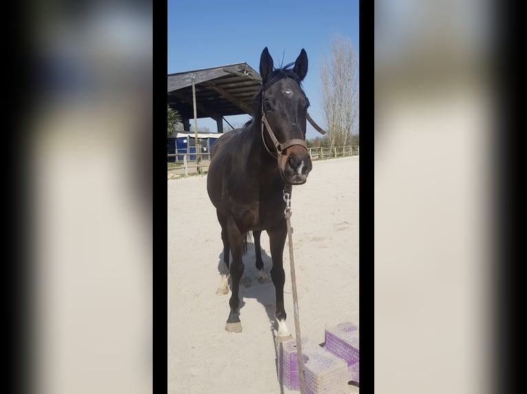 Pura sangre inglés Caballo castrado 10 años 165 cm Morcillo in La Chapelle-sur-Erdre