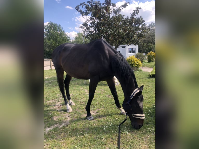 Pura sangre inglés Caballo castrado 10 años 165 cm Morcillo in La Chapelle-sur-Erdre