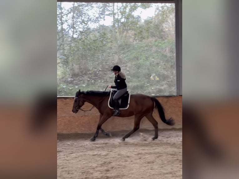 Pura sangre inglés Caballo castrado 10 años 168 cm Castaño in Steyr