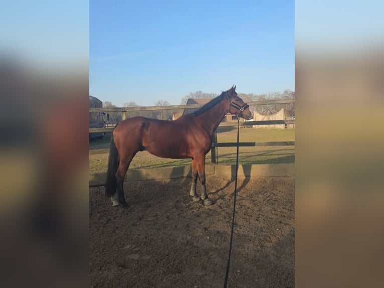 Pura sangre inglés Caballo castrado 10 años 168 cm Castaño in Stroe
