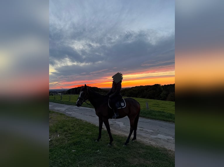 Pura sangre inglés Caballo castrado 10 años 168 cm Castaño oscuro in K&#xF6;ln