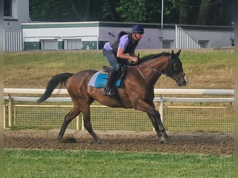 Pura sangre inglés Caballo castrado 10 años 170 cm Castaño in Mülheim an der Ruhr