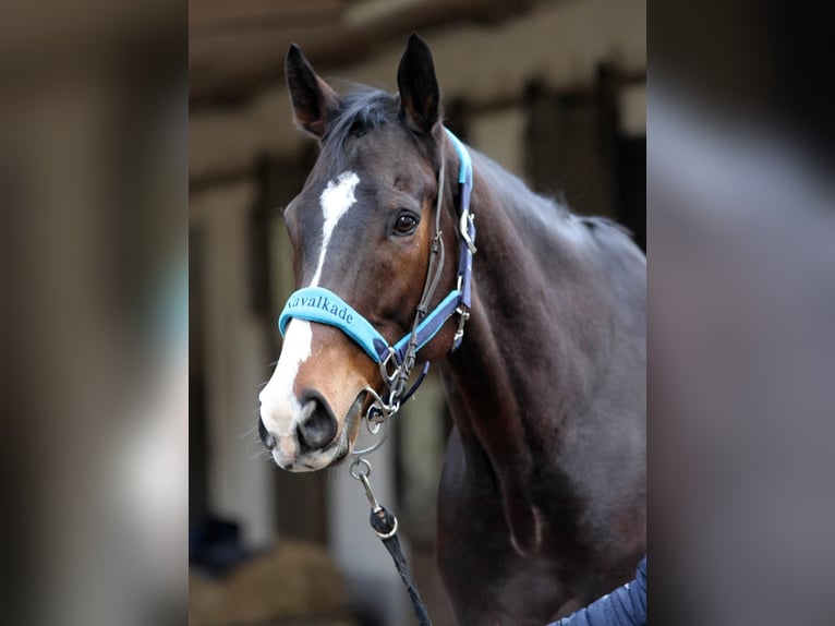 Pura sangre inglés Caballo castrado 10 años 170 cm Castaño in Mülheim an der Ruhr