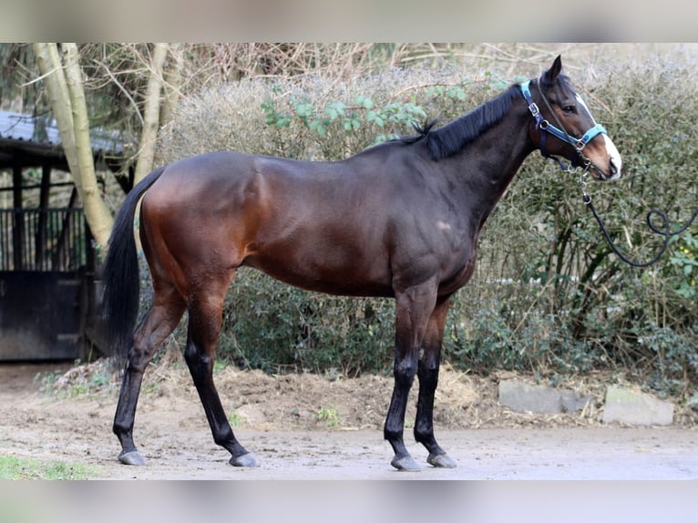 Pura sangre inglés Caballo castrado 10 años 170 cm Castaño in Mülheim an der Ruhr