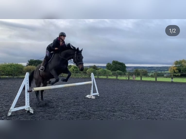 Pura sangre inglés Caballo castrado 10 años 173 cm Castaño oscuro in Horsforth