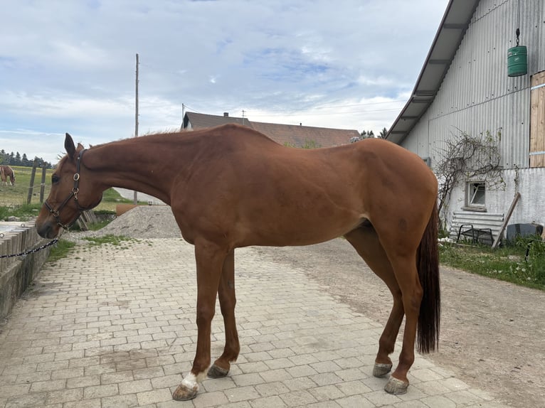 Pura sangre inglés Caballo castrado 10 años 175 cm  in Horgenzell