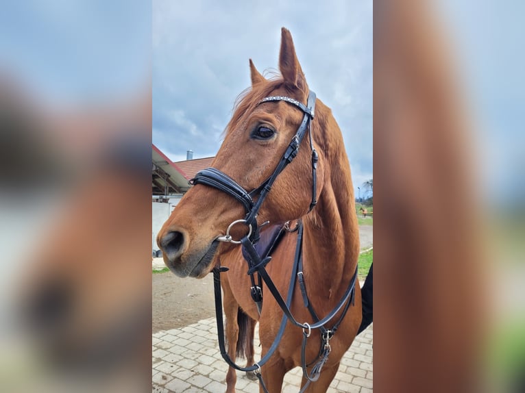 Pura sangre inglés Caballo castrado 10 años 175 cm  in Horgenzell