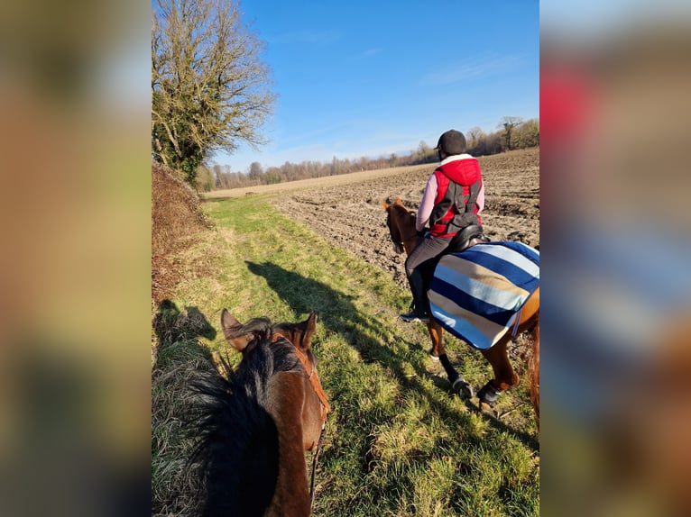 Pura sangre inglés Caballo castrado 10 años 175 cm Castaño in Stattmatten