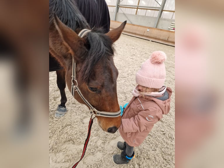 Pura sangre inglés Caballo castrado 10 años 175 cm Castaño in Stattmatten