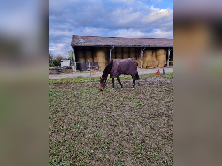 Pura sangre inglés Caballo castrado 10 años 175 cm Castaño in Stattmatten