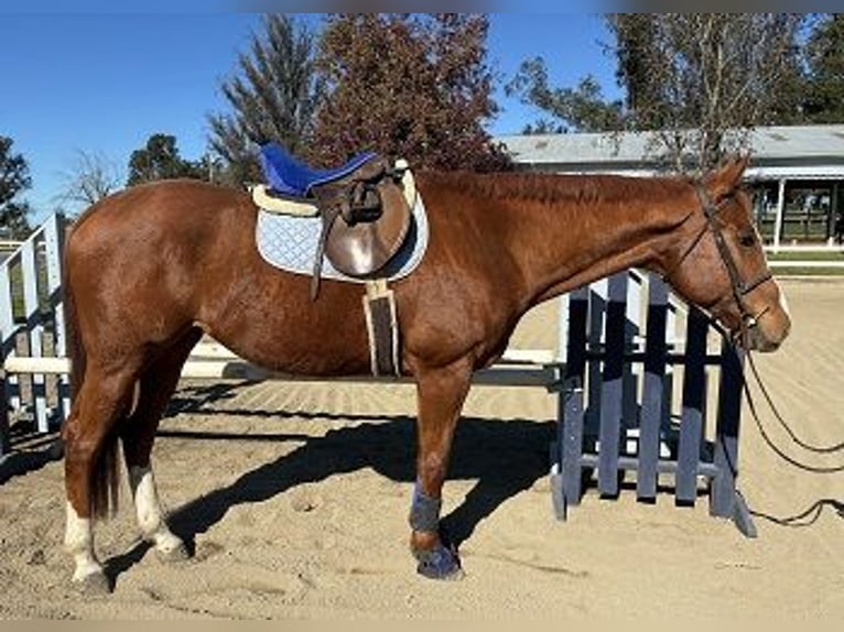 Pura sangre inglés Caballo castrado 10 años Alazán in Petaluma