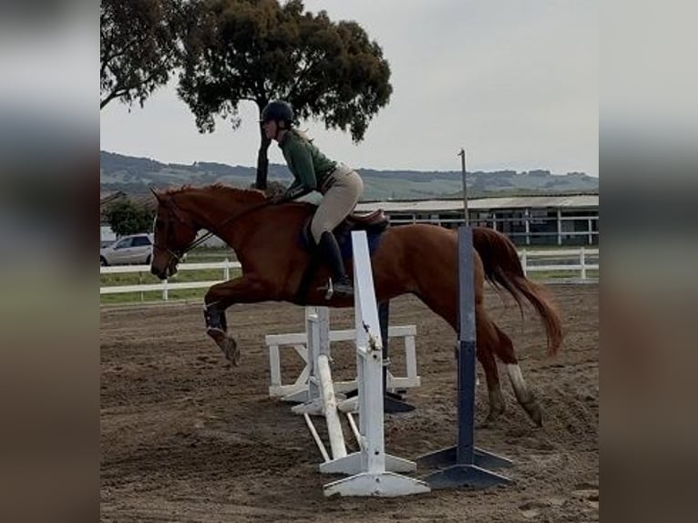Pura sangre inglés Caballo castrado 10 años Alazán in Petaluma
