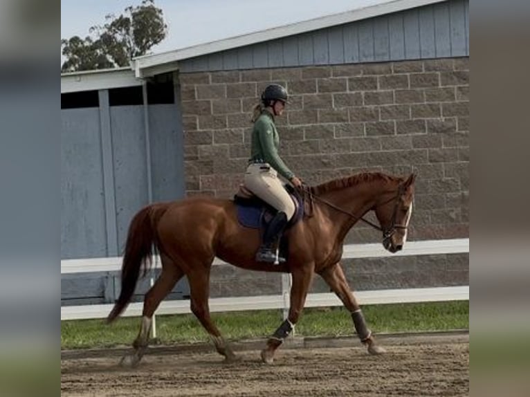 Pura sangre inglés Caballo castrado 10 años Alazán in Petaluma
