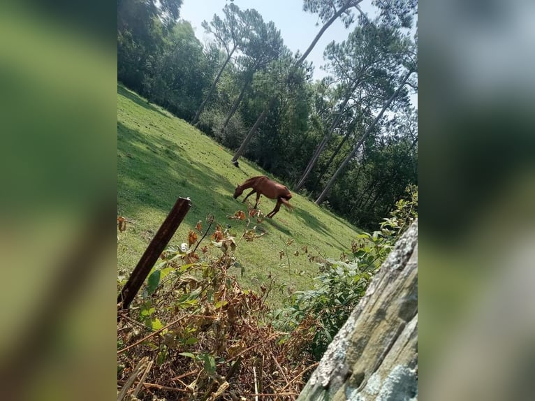 Pura sangre inglés Caballo castrado 11 años 152 cm Castaño in Doerun