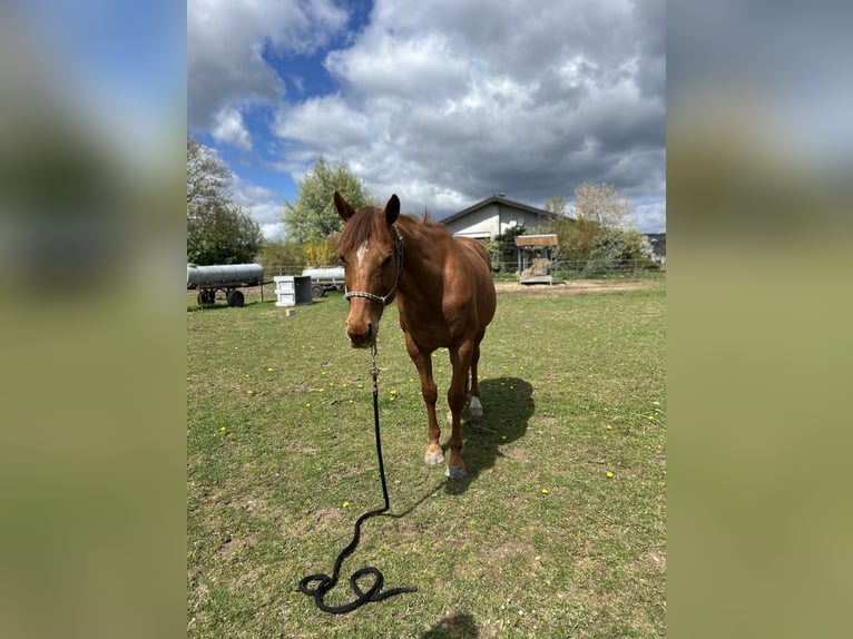 Pura sangre inglés Caballo castrado 11 años 160 cm Alazán in Reinsfeld