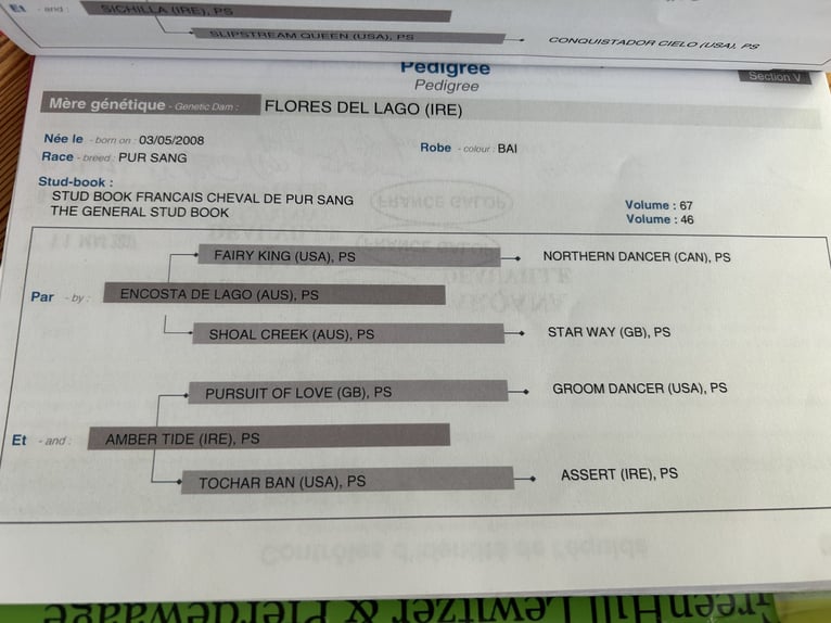 Pura sangre inglés Caballo castrado 11 años 160 cm Alazán in Reinsfeld