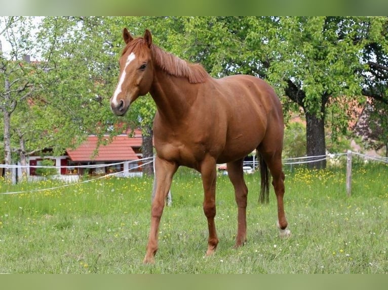 Pura sangre inglés Caballo castrado 11 años 162 cm Alazán in Ostfildern