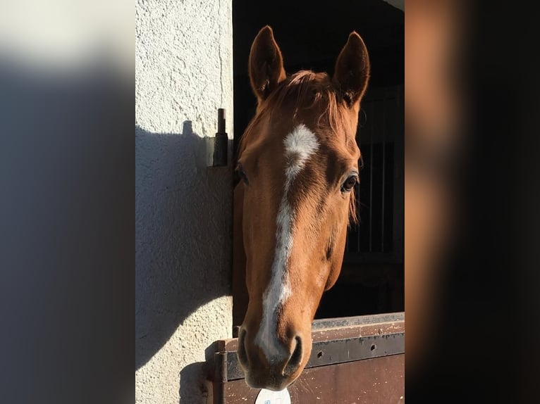 Pura sangre inglés Caballo castrado 11 años 162 cm Alazán in Ostfildern